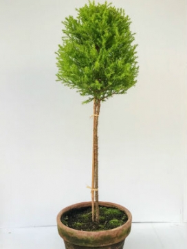 CUPRESSUS Gold. Cypress Std. 7 Clay